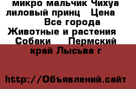 микро мальчик Чихуа лиловый принц › Цена ­ 90 - Все города Животные и растения » Собаки   . Пермский край,Лысьва г.